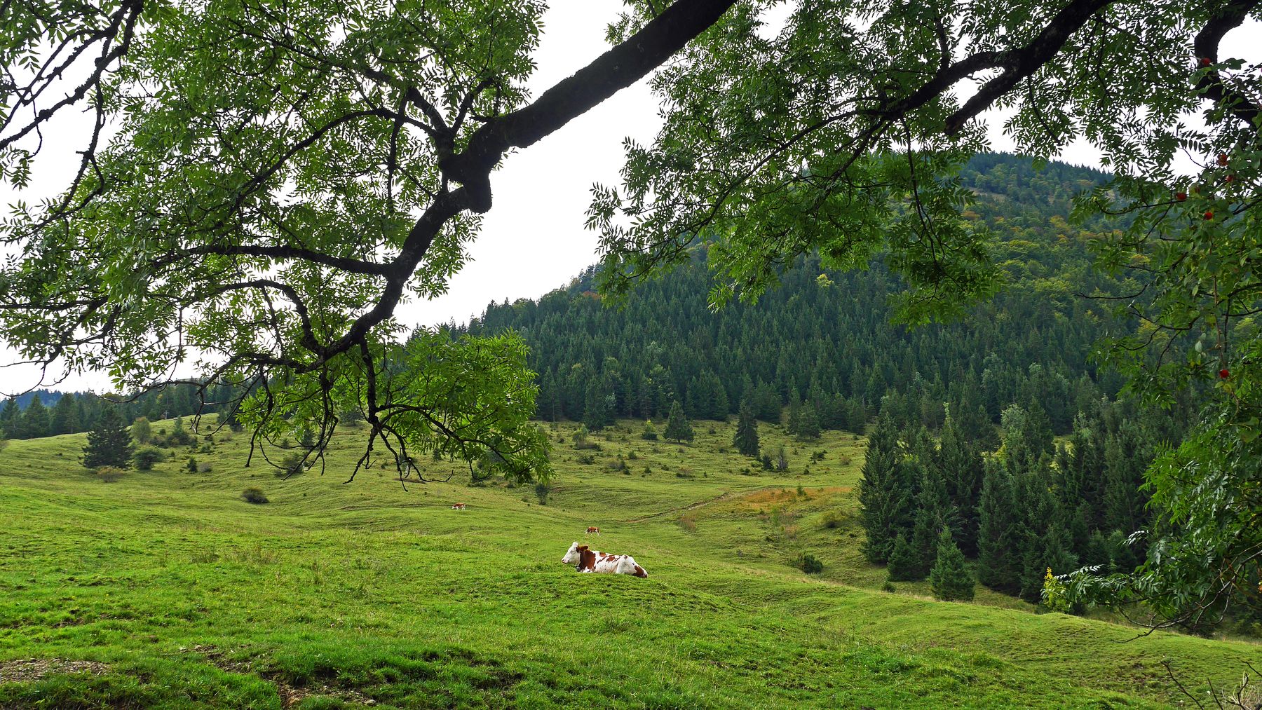 22.september_laubenstein_alm-stillleben.jpg