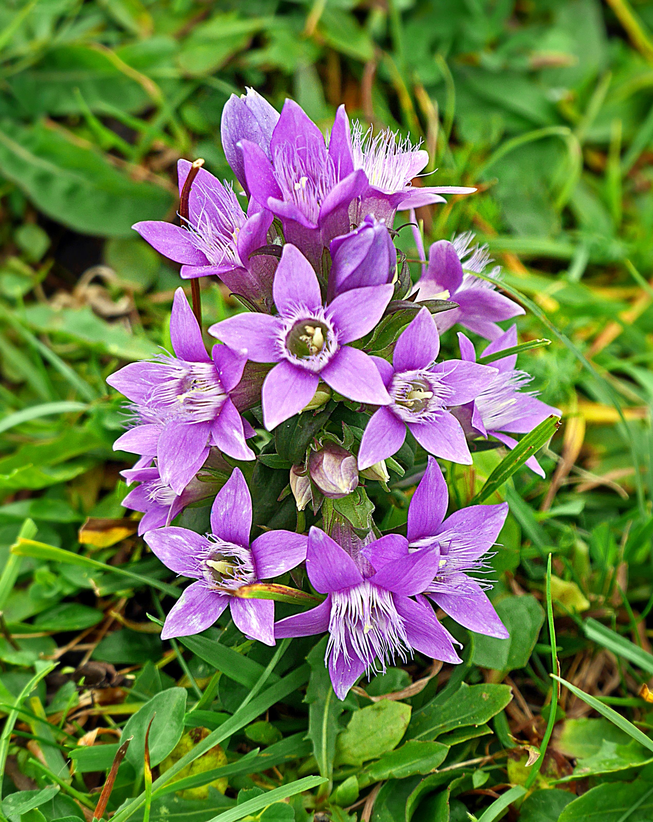 22.september_laubenstein_deutscher_enzian-_gentianella_germanica.jpg