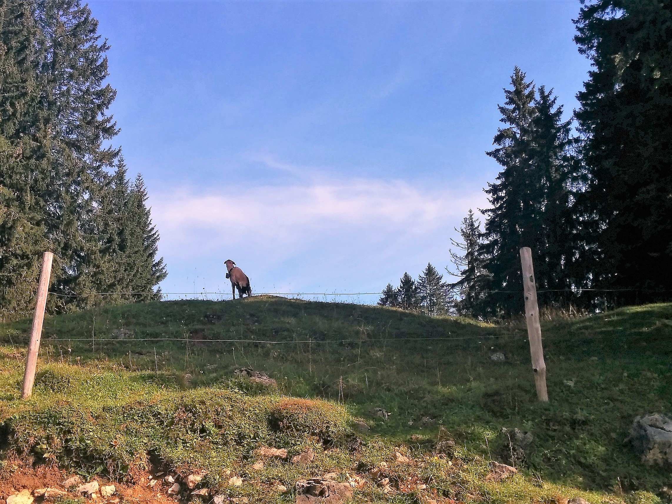 tierische_begegnung_auf_der_hemmersuppenalm.jpg